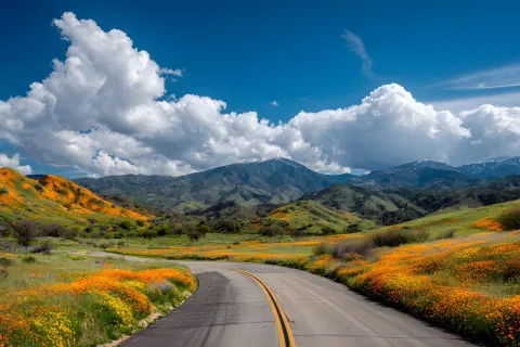 California wildflowers