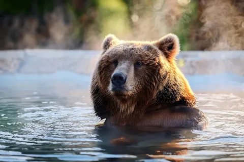 japan bear