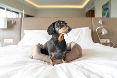 Black and tan dachshund lying comfortably on a neatly made hotel bed in a modern room creating a cozy pet travel portrait with calm indoor atmosphere