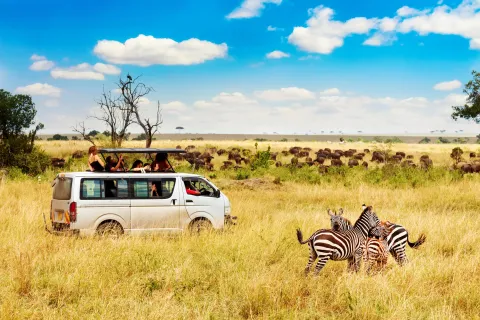Zebra couple with safari car in african savannah. Masai Mara national park, Kenya.
