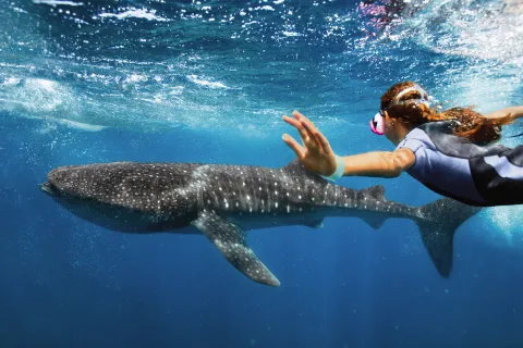 Mariner of the Seas - Snorkel Excursions