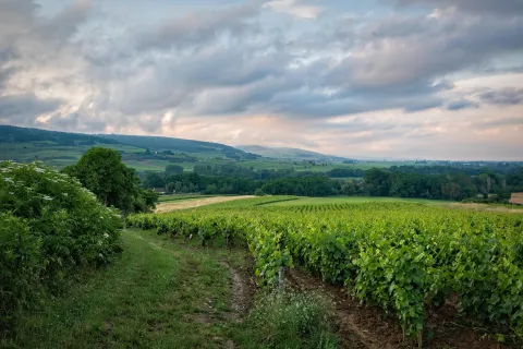 Châteauneuf-du-Pape