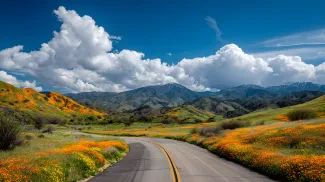 California wildflowers