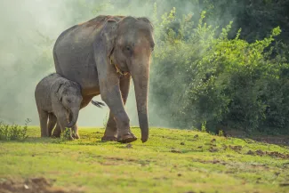 Thailand elephant 