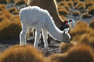 Atacama Desert
