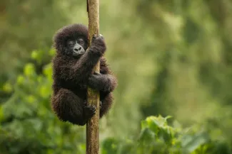 Wild mountain gorilla in the nature habitat. Very rare and endangered animal close up. 