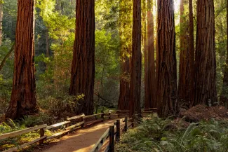 Trail through redwoods in Muir Woods National Monument near San Francisco, California, USA