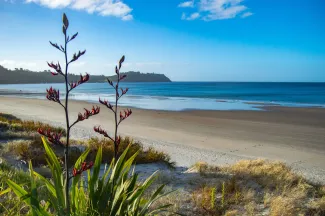 plants at the beach new zealand