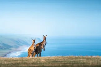 Kangaroos on aussie coast