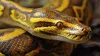 bali python