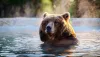 japan bear