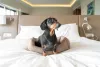 Black and tan dachshund lying comfortably on a neatly made hotel bed in a modern room creating a cozy pet travel portrait with calm indoor atmosphere