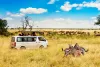 Zebra couple with safari car in african savannah. Masai Mara national park, Kenya.